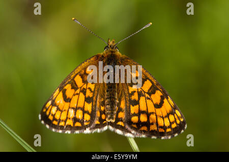 Heide Fritillary (Mellicta Athalia) Schmetterling Stockfoto