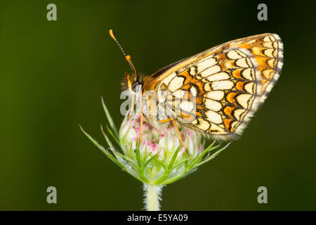 Heide Fritillary (Mellicta Athalia) Schmetterling Stockfoto