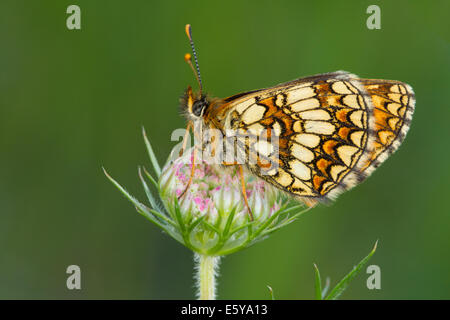 Heide Fritillary (Mellicta Athalia) Schmetterling Stockfoto