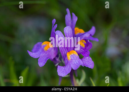 Alpenblume Leinkraut (Linaria Alpina) Stockfoto