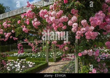 Rosa Rosen blühen im Rosengarten Coloma am Sint-Pieters-Leeuw, Flämisch-Brabant, Flandern, Belgien Stockfoto