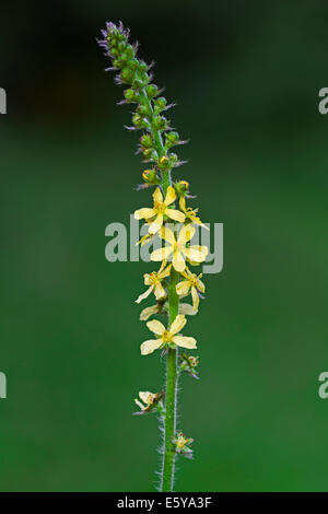 Gemeinsamen Agrimony / Türme der Kirche / Sticklewort (Agrimonia Eupatoria) in Blüte Stockfoto