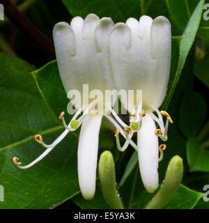 Gemeinsamen Geißblatt / Europäische Geißblatt / Woodbine (Lonicera Periclymenum) in Blüte Stockfoto