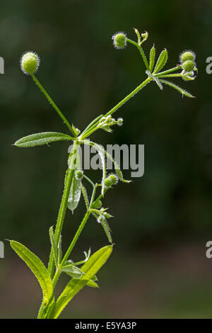 Hackmesser / Clivers / Klettenlabkraut / Catchweed (Galium Aparine) zeigt kugelförmige Früchte / Grate Stockfoto