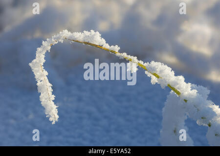 Nahaufnahme einer Wasser-Pflanze im Winter mit Schnee bedeckt Stockfoto