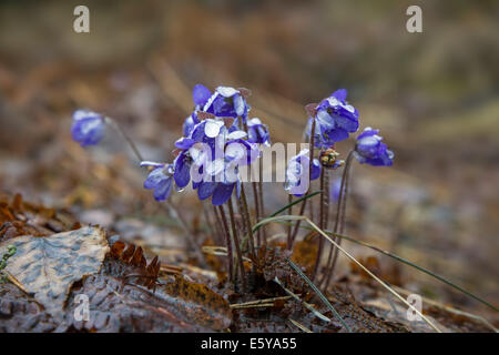 Nahaufnahme der nassen Anemone Hepatica (gemeinsame Leberblümchen) Blumen auf den Boden-Blüte im Frühjahr Stockfoto