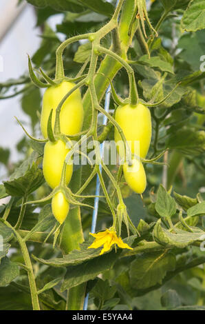 Anlagendetails Tomate: Obst und Blumen, Bild schließen Stockfoto