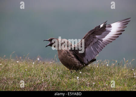 Great Skua Stercorarius Skua anzeigen Stockfoto