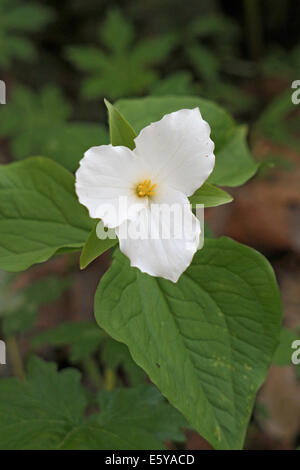 großen blühenden trillium Stockfoto