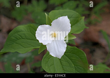 großen blühenden trillium Stockfoto