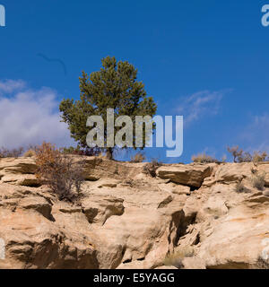 Baum auf einer Klippe, Paria Canyon, Paria, Kane County, Utah, USA Stockfoto