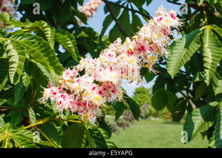 Pferd-Kastanie, Aesculus Hippocastanum, mit Frühlingsblumen blühen Stockfoto