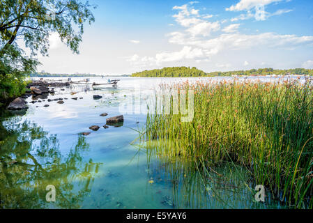 Transparent, klares Wasser und Schilf unter der Sonne am Ufer des Flusses Dnepr in Kiew Stockfoto