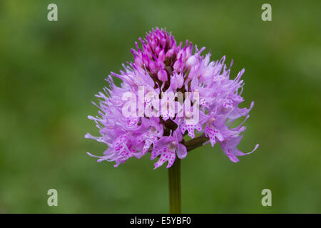 Rundköpfigen Orchidee (typische Globosa) Stockfoto