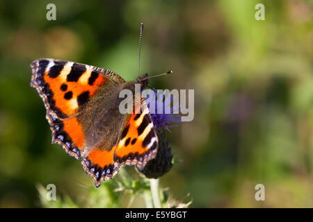 Kleiner Fuchs (Aglais Urticae) Fütterung auf eine schleichende Distel Blume Stockfoto