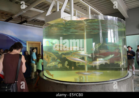 Das Huntsman Marine Aquarium, St. Andrews, New Brunswick Stockfoto