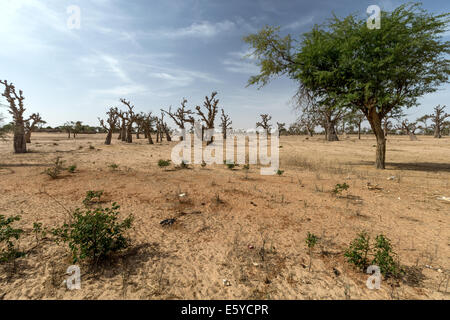 Baobab-Wald, Senegal Stockfoto