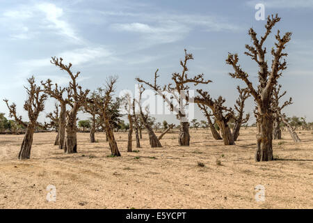 Baobab-Wald, Senegal Stockfoto