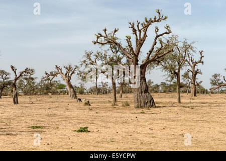 Baobab-Wald, Senegal Stockfoto