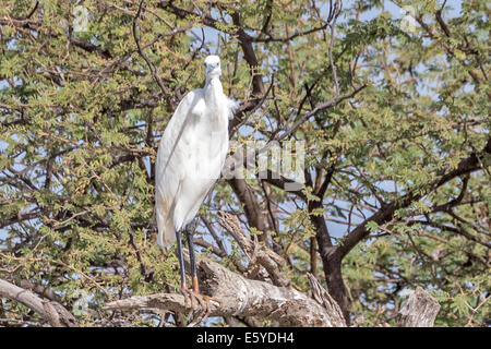 Silberreiher, Ardea alba, auch bekannt als Reiher, Silberreiher, Silberreiher, Silberreiher, Senegal Stockfoto