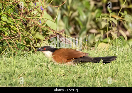 Senegal Coucal, Centropus senegalensis, Fimela, Sine Saloum Delta, Senegal Stockfoto