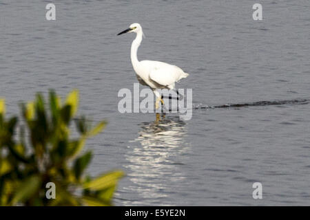 Silberreiher, Ardea alba, auch bekannt als Reiher, Silberreiher, Silberreiher, - Zucht, Fimela, Sine Saloum Delta, Senegal Stockfoto