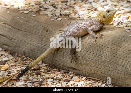 Männlich, Agama africana, West African Rainbow Lizard, Fimela, Sine Saloum Delta, Senegal Stockfoto