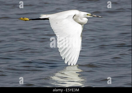 Reiher, Ardea alba, auch bekannt als Reiher, Reiher, Reiher, Reiher, im Flug, Fimela, Sine Saloum Delta, Senegal Stockfoto