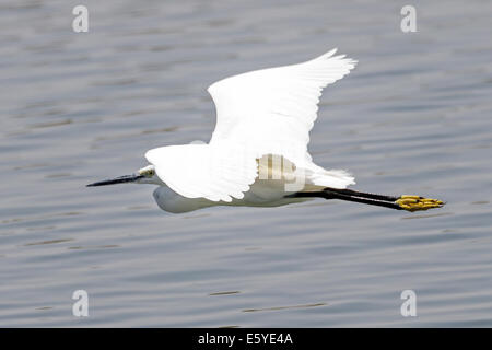 Reiher, Ardea alba, auch bekannt als Reiher, Reiher, Reiher, Reiher, im Flug, Fimela, Sine Saloum Delta, Senegal Stockfoto