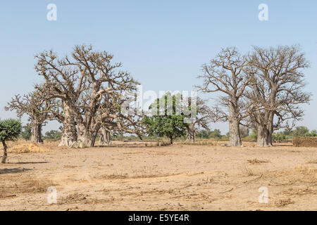 Junge Baobab-Bäume; Blick auf die Straße nach Dakar, Senegal Stockfoto