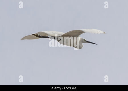 Reiher, Ardea alba, auch bekannt als Reiher, Reiher, Reiher, Fimela, Sine Saloum Delta, Senegal Stockfoto