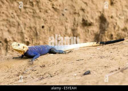 Agama africana, westafrikanische Regenbogeneidechse, Fimela, Sine Saloum Delta, Senegal Stockfoto