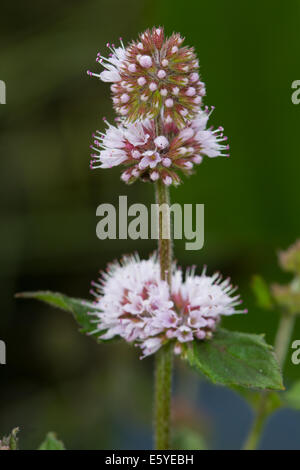 Wasser-Minze (Mentha Aquatica) Stockfoto