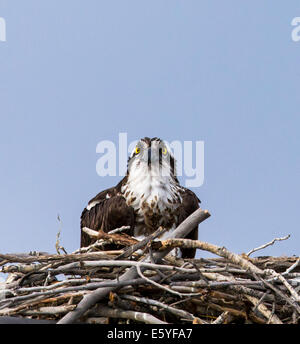 Fischadler auf Nest, Pandion Haliaetus, Sea Hawk, Fischadler, Fluss Hawk, Hawk Fisch, Raptor, Chaffee County, Colorado, USA Stockfoto