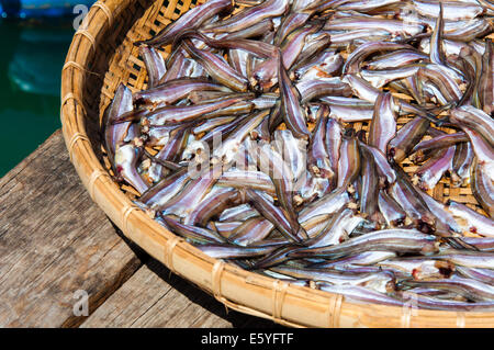 Kleine Fische auf Bambuskorb in der Sonne trocknen Stockfoto