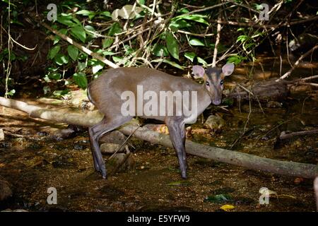 Die Fea Muntjac oder Tenasserim-Muntjak (Muntiacus Feae). Kaeng Krachan National Park, Thailand. Stockfoto