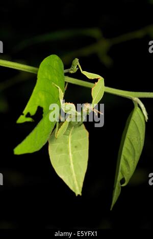 Phyllium Westwoodii ist eine Zucht Insekt (Ordnung Phasmatodea) gehören zu der Familie Phylliidae (Blatt Insekten). Stockfoto