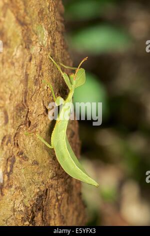 Phyllium Westwoodii ist eine Zucht Insekt (Ordnung Phasmatodea) gehören zu der Familie Phylliidae (Blatt Insekten). Diese eher larg Stockfoto