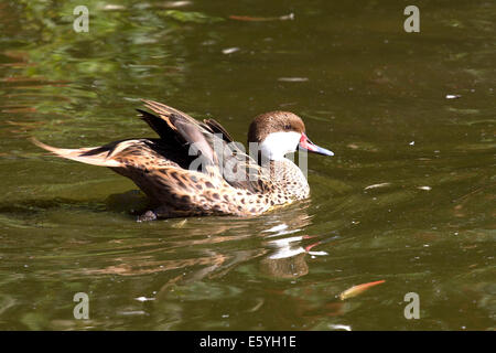 Weiße-cheeked Pintail zu Fuß am Ufer eines kleinen Sees Stockfoto