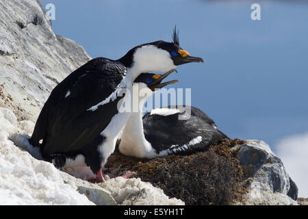 männliche und weibliche blauäugige Antarktis Shag sitzen in einem Nest an der Seite der antarktischen Inseln Stockfoto