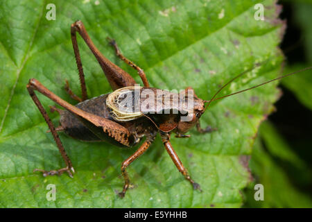 männliche dunkle Bush-Cricket (Pholidoptera Griseoaptera) Stockfoto