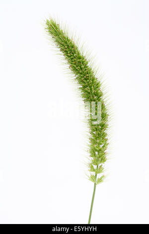 Setaria viridis Stockfoto