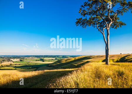 Am frühen Morgen Sonnenschein auf einer einsamen Buche auf Olivers Castle, eine Eisenzeit Burgberg auf Roundway Hügel in der Nähe von Devizes, Wiltshire. Stockfoto