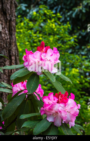 Nahaufnahme der Rhododendron blüht in Hendricks Park, Rhododendron-Gärten in Eugene, Oregon, USA. Stockfoto