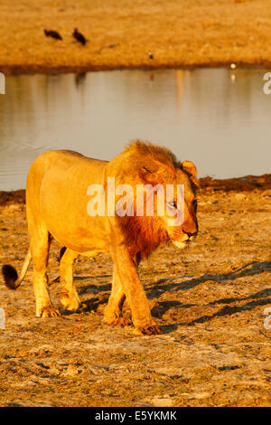 Löwen sind stolz darauf ruhenden & Aufräumarbeiten rund um eine Wasserstelle nach einer erfolgreichen Nächte Jagd, junges Männchen kommen in seinen besten Jahren Stockfoto