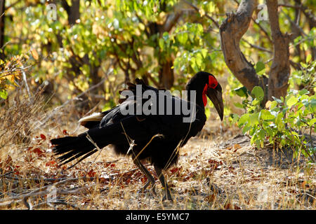 Südlichen Boden-Hornbills Fütterung auf die afrikanische Savanne. Große Vögel, Bodenbewohner machen eine boomende Klang Stockfoto