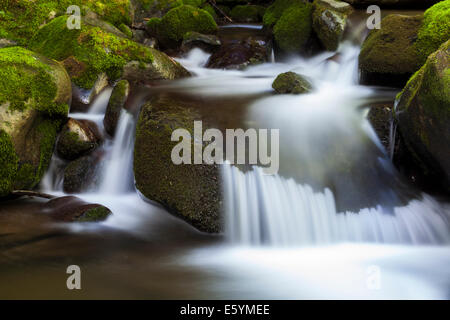 Ein Bach in der Great Smoky Mountain National Park, NC, USA Stockfoto