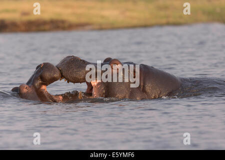 Hippo es Interaktion - Botswana Chobe Fluss - fotografiert von kleinen Boot Stockfoto