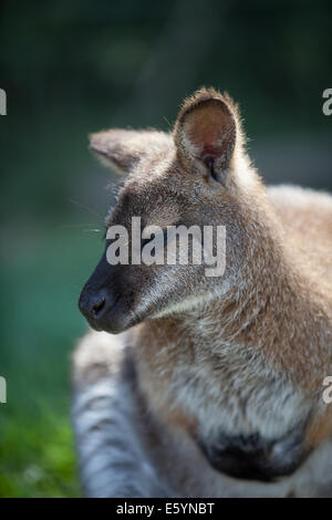 Wallaby Nahaufnahme Kopf geschossen Stockfoto