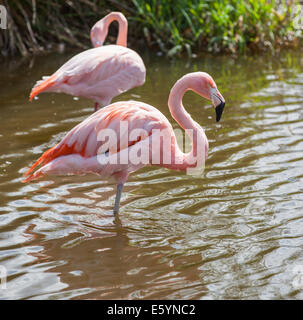 Zwei Flamingos waten im Fluss Stockfoto